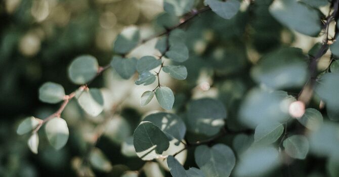 The Menopause Transition